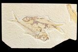 Diplomystus & Knightia Fossil Fish Association - Wyoming #85521-1